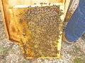 Cadre d'abeilles