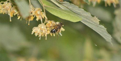 Abeille en train de butiner une fleur