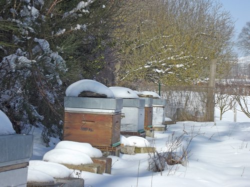 Ruches en Aveyron sous la neige