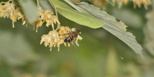 L'abeille est un insecte qui vit en société organisée